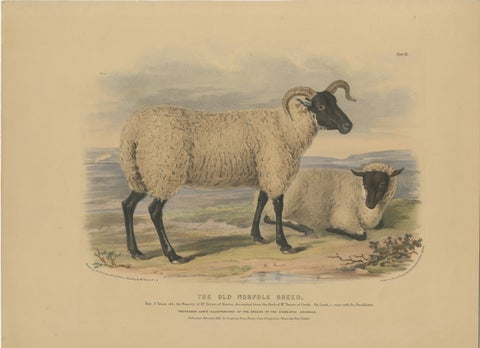 Old Lithograph of an Ewe and Lamb of the Old Norfolk Breed - 1841, view 2