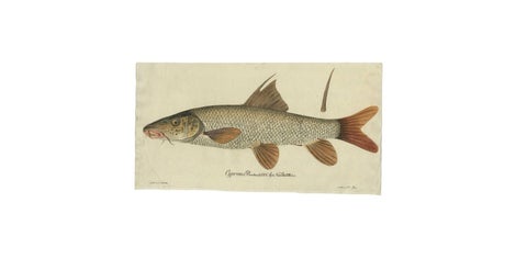 Antique Fish Print 'Cyprinus Barbus' or Common Barbel, 1785, view 4