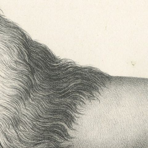 Original Antique Print of a Barbary Lion by Brodtmann, close-up 1