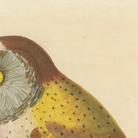 Old Handcolored Ornithological Print of the 'Chouette calong' (Calong Owl), 1838, close-up 4