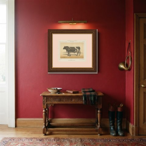 Durham Shorthorn Bull, British Cattle Chromolithograph by Olivier de Penne, 1863, shown framed in a room