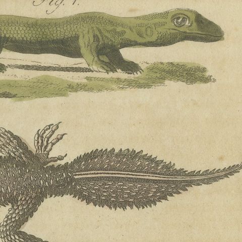 Lizards and Newts, Eight Species, Antique Bertuch Print, Vienna, circa 1805, close-up 5