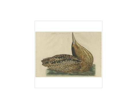 Ardea Stellaris Rufa, Eurasian Bittern from Nederlandsche Vogelen, 1809, view 2