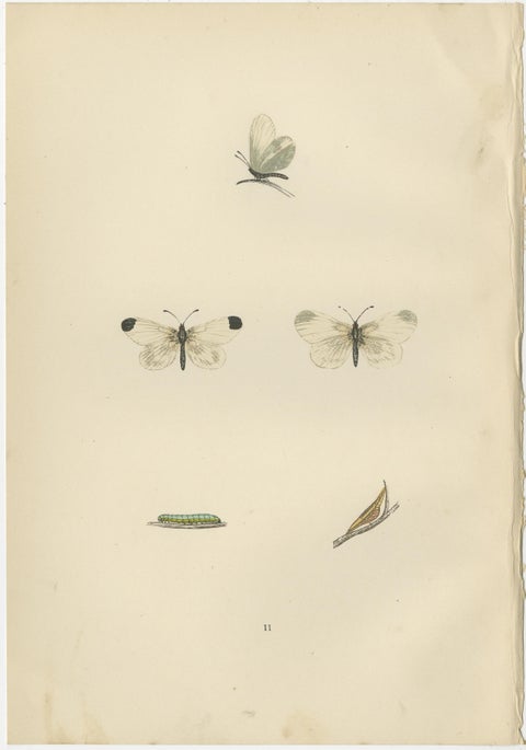 Metamorphosis in Repose: A Trio of Butterfly Lifecycles, view 3
