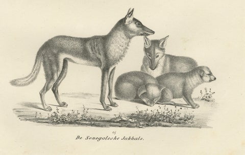 19th-Century Lithograph of Foxes, Fennec Fox, and Senegal Jackal in the Wild, close-up 5