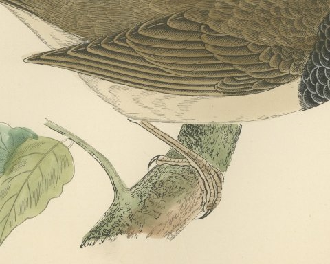 Black Throated Thrush with Leaves, Antique Hand Colored Print, 1896, close-up 2