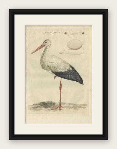 White Stork, Large 18th Century Ornithology Print by Sepp & Nozeman, 1789, shown framed