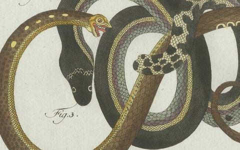 Original Antique Print of Four Slow Worms and Legless Lizards by Bertuch, 1802, close-up 6