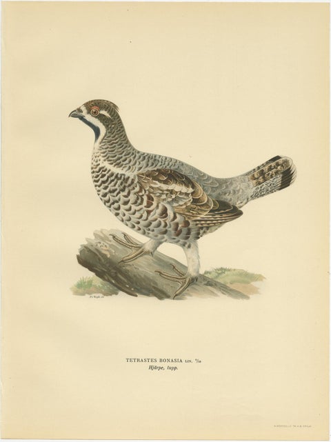 Antique Bird Print of the Hazel Grouse 'Male' by Von Wright, 1929, view 3