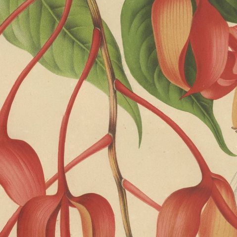 Original Antique Botanical Chromolithograph of Pride of Burma, c. 1880, close-up 6