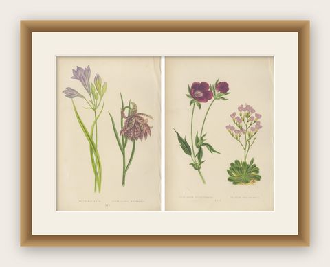 Alpine Botanical Prints of Alpine Blue Gilia and Purple Poppy Mallow, 1874, shown framed