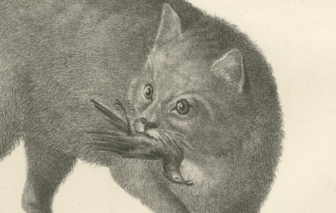 19th-Century Lithograph of the African and European Wild Cats in Natural Poses, close-up 2