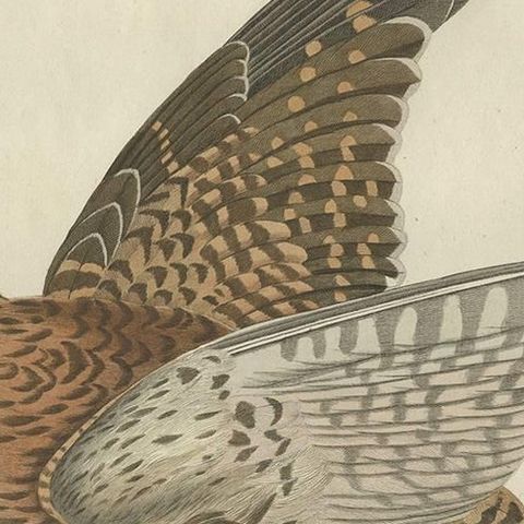 Antique Bird Print of the Eurasian Sparrowhawk by Sepp & Nozeman, 1797, close-up 1