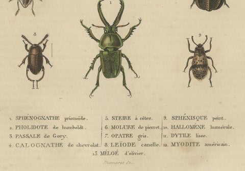 Entomological Elegance: An Original Antique Catalogue of Beetles, 1845, close-up 4