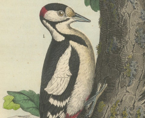 Woodpeckers in Harmony: An 1856 Avian Study in a Hand-Coloured Lithograph, close-up 2