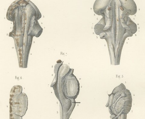 The Brain Stem and Fourth Ventricle, Antique Hirschfeld Anatomy Print, 1866, view 4