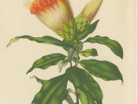 Golden Fleece: Old Vibrant Botanical Illustration from Van Houtte's Collection, close-up 2