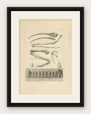 Mummies of Ibis and Skeletal Remains, Egypt, Antique Engraving, c.1802, shown framed