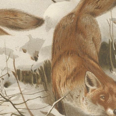 Common Fox in Winter Landscape, Antique Animal Chromolithograph, 1894, close-up 1