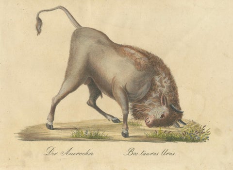 Indian Zebu Bull and Extinct Aurochs Natural History Lithograph, 1816, close-up 3