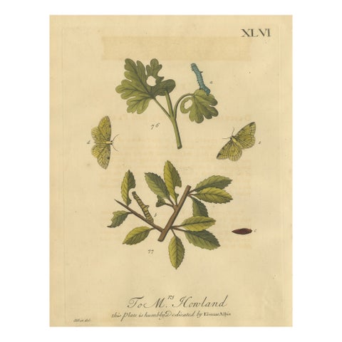 English Moths on Hawthorn, Antique Insect Print by Eleazar Albin, 1720