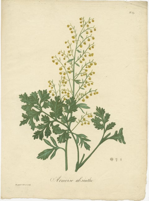 Antique Botanical Print of Artemisia Absinthium or Wormwood, ca.1821, view 2