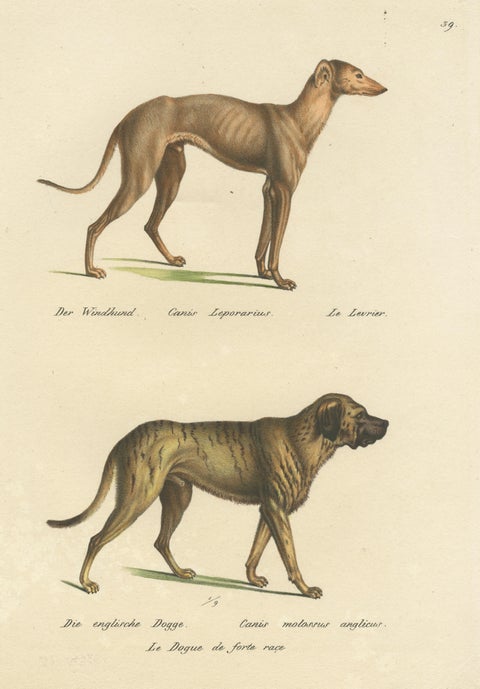 Antique Hand Colored Print of a Greyhound and English Greyhound Dog, 1824, view 3