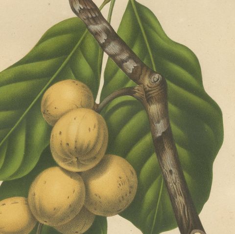 Original Antique Botanical Chromolithograph of the Asian Fruit Langsat, c.1880, close-up 6