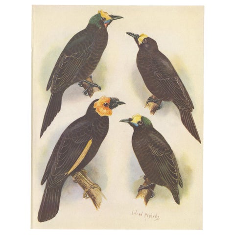 Antique Print of the Wattled Bird of Paradise and Others, 1950