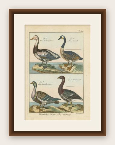 Beautiful, Hand-Colored, Rare Copper Engraving of Four Geese '1792', shown framed