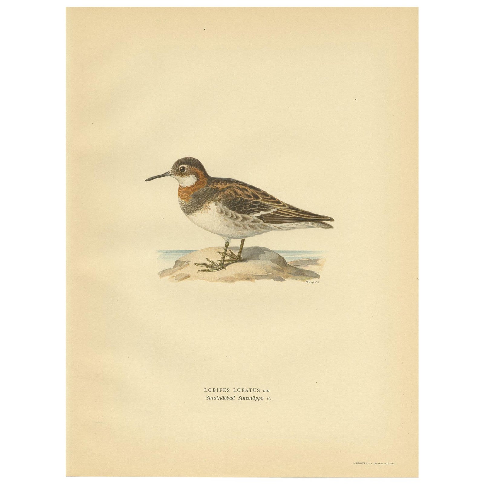 Original Antique Bird Print of the Northern Phalarope, 1929
