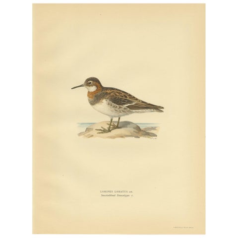 Original Antique Bird Print of the Northern Phalarope, 1929