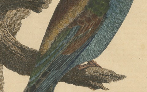 Blue-Tailed Bee-Eater Male - Hand-Colored Lithograph from The Book of the World, close-up 3
