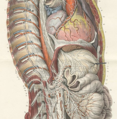 The Nervous System of the Whole Body, Hirschfeld Double Folding Plate, 1866, view 4