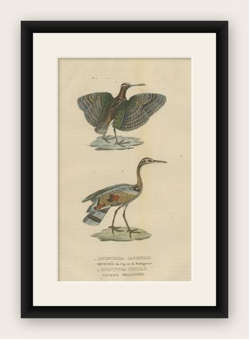Original Hand-Colored Bird Print of a Painted Snipe and Sunbittern Bird, shown framed