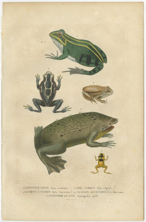 Old Hand-Colored Print Showing Different Frog Species, view 2