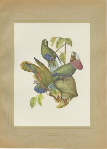 Amazon Parrots, Brazilian Bird Print, Descourtilz, 1944, view 2
