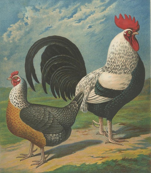 The Noble Dorking Chicken - A Rare 19th Century Poultry Lithograph, close-up 5