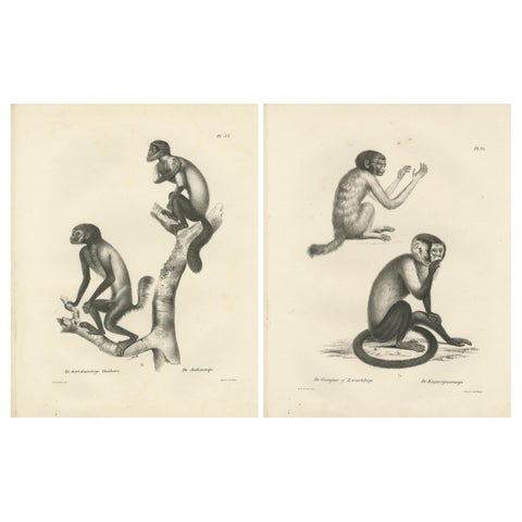 Oeakari, Sodenaap, Cacajao & Capuchin Monkeys, Lithographs by C.C. Last, 1836