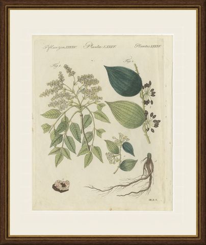 Manna Ash and Sarsaparilla Medicinal Plants, Antique Bertuch Print, circa 1805, shown framed