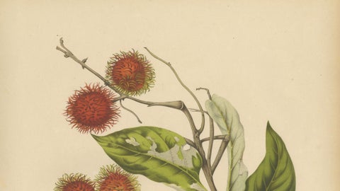 Original Antique Rambutan Botanical Chromolithograph by Hoola van Nooten, c.1880, close-up 2