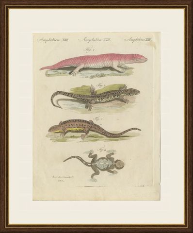 Skink and Grey Lizards, Antique Bertuch Print, Vienna, circa 1805, shown framed