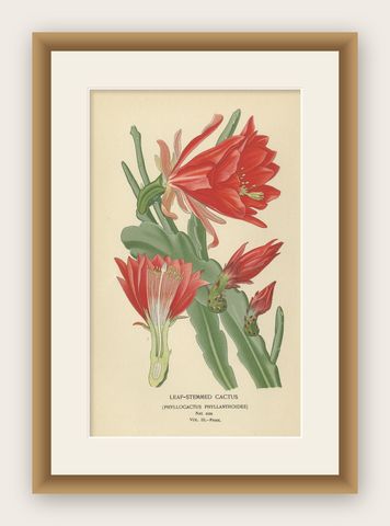 Stunning 1897 Leaf-Stemmed Cactus Print, Phyllocactus Illustration, shown framed