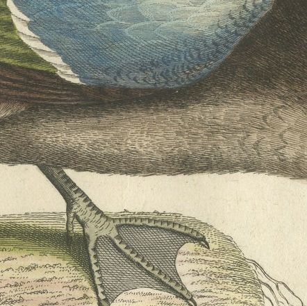 Hand-Colored Engraving of the American Blue-Winged Teal by Seligmann, ca.1770, close-up 6