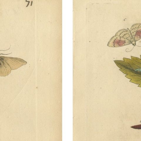 Antique Entomology Prints, English Insects on Hazel & Elm, Albin 1720, close-up 1