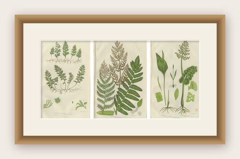 Interrupted Club Moss, Marsh Club Moss and Alpine Club Moss, Botanicals of 1873, shown framed