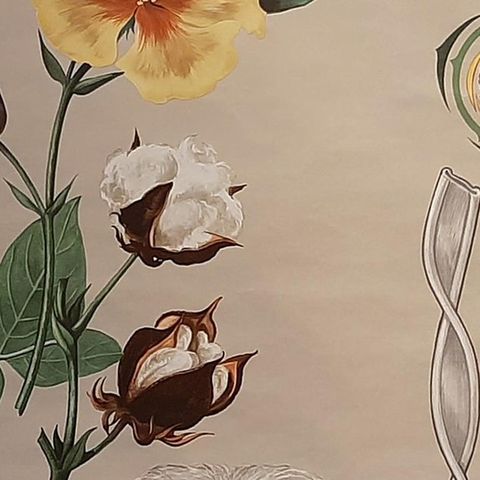 Vintage Botany Wall Chart of a Cotton Plant and Cotton Cultivation, circa 1960, close-up 2