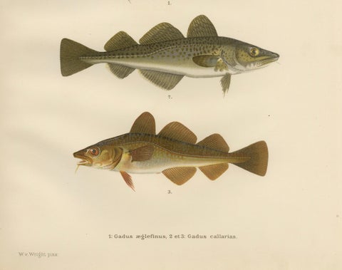 Haddock and Atlantic Cod - Majestic Scandinavian Fish Lithograph, 1895, close-up 1