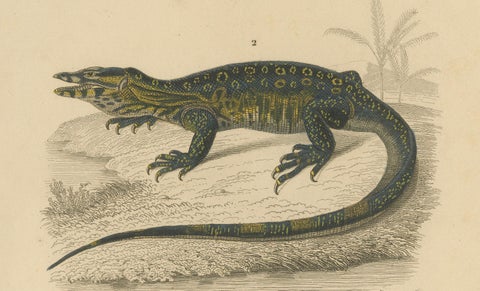 Lizard Print of Nose-Horned Chameleon and Banded Monitor, c.1850, Orbigny, close-up 2