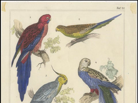 Set of 2 Antique Prints of Parrots, Lories and other Birds, close-up 6